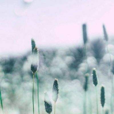 鉴黄师网站app
